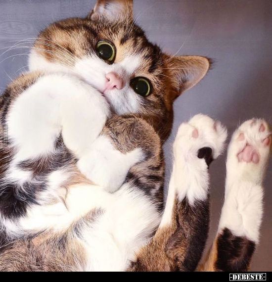  - Lustige Bilder | DEBESTE.de