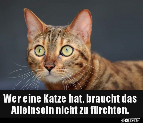 Wer eine Katze hat, braucht das Alleinsein nicht zu..