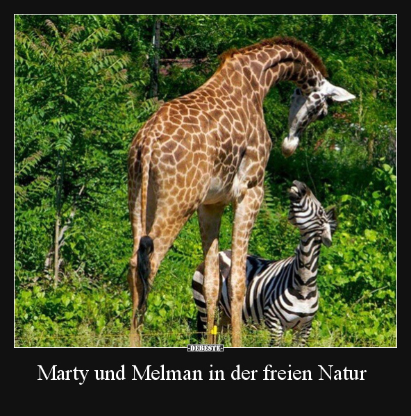 Marty und Melman in der freien Natur.. - Lustige Bilder | DEBESTE.de