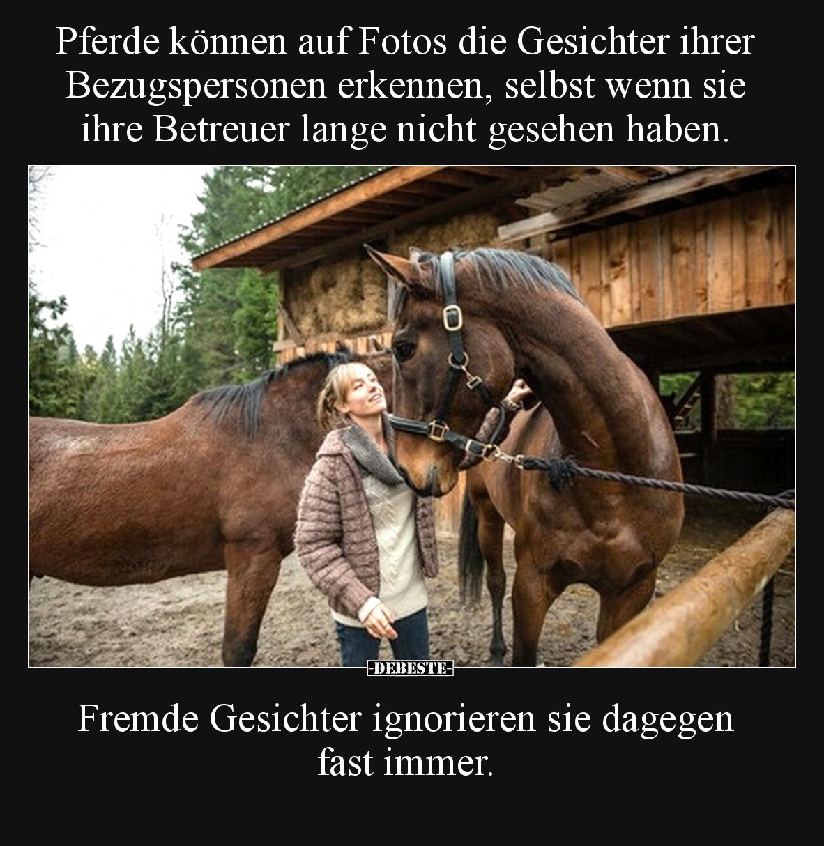 Pferde können auf Fotos die Gesichter ihrer Bezugspersonen erkennen, selbst wenn sie ihre Betreuer lange nicht gesehen haben....