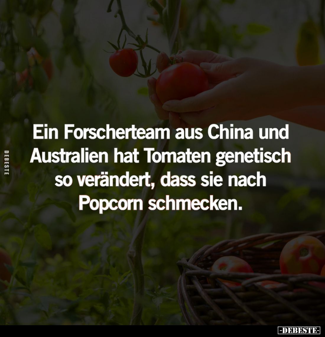 Ein Forscherteam aus China und Australien hat Tomaten genetisch so verändert, dass sie nach Popcorn schmecken.