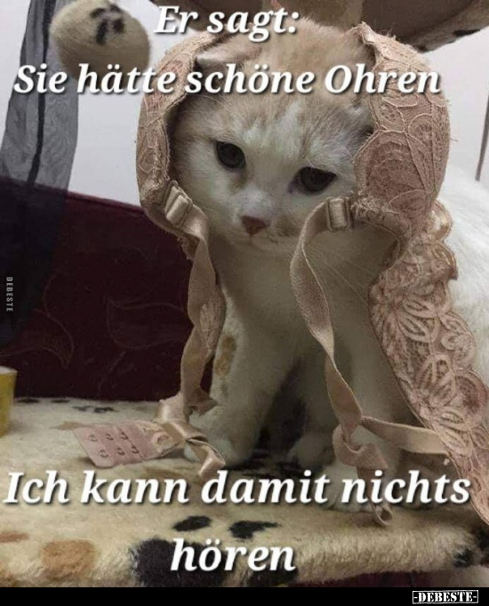 Augen, Ohren, Spitze, Katze, Betrunken