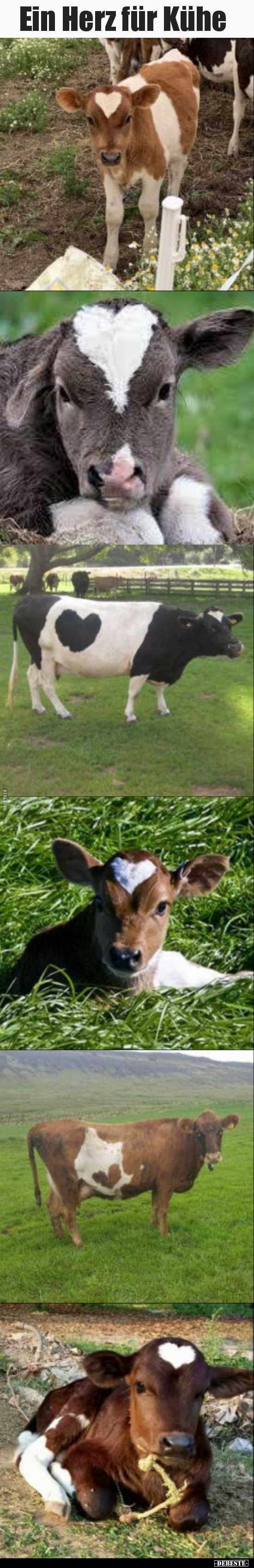Ein Herz für Kühe..
