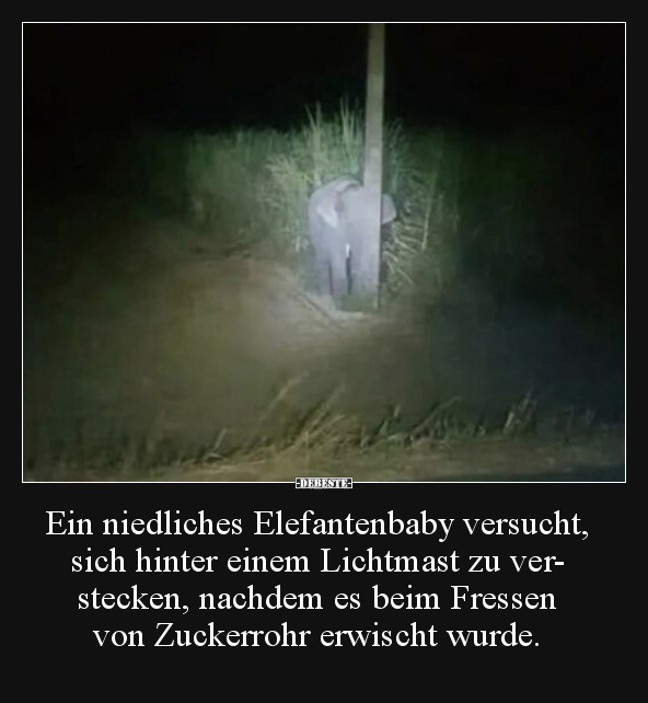 Ein niedliches Elefantenbaby versucht, sich hinter einem.. - Lustige Bilder | DEBESTE.de
