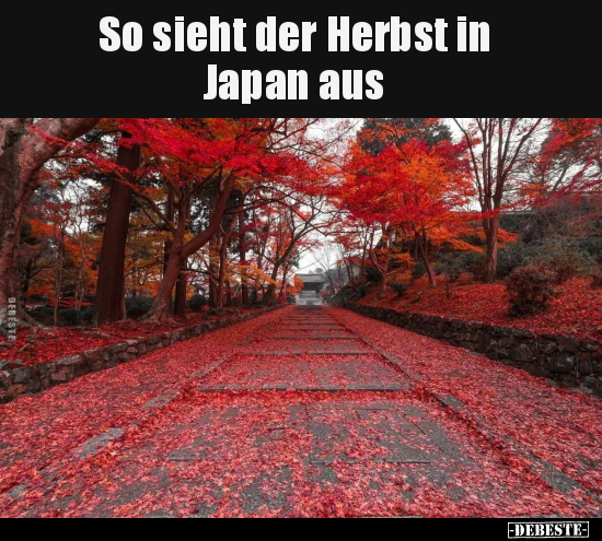 So sieht der Herbst in Japan aus.. - Lustige Bilder | DEBESTE.de