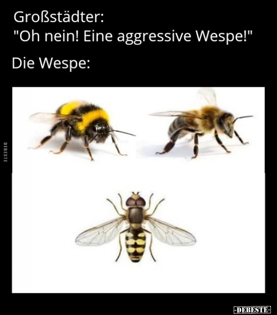 Großstädter: "Oh nein! Eine aggressive Wespe!".. - Lustige Bilder | DEBESTE.de