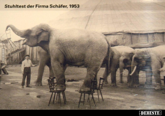 Stuhltest der Firma Schäfer, 1953.. - Lustige Bilder | DEBESTE.de