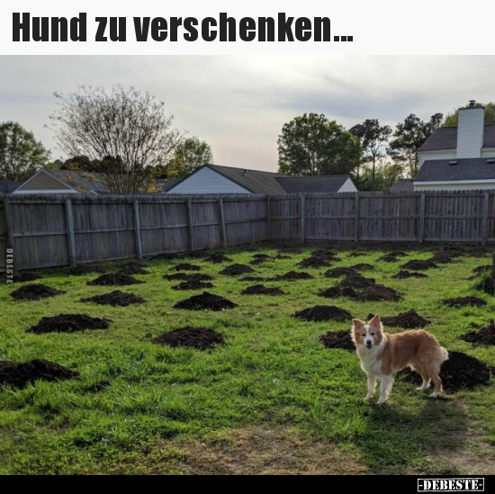 Hund zu verschenken... - Lustige Bilder | DEBESTE.de