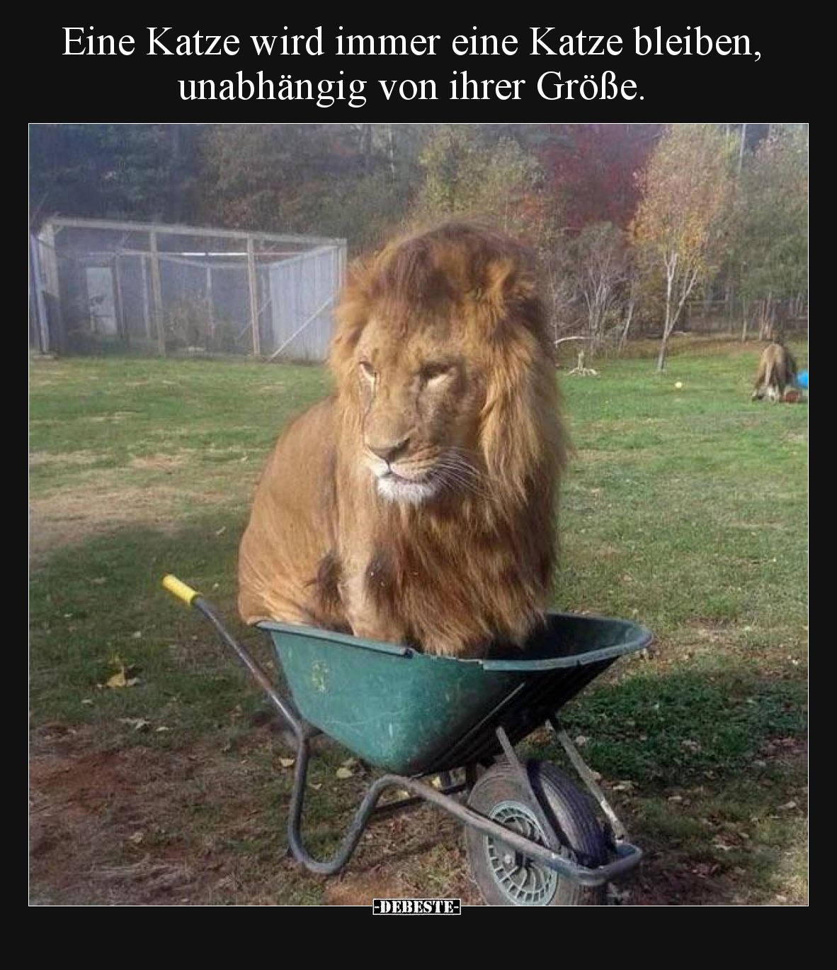 Eine Katze wird immer eine Katze bleiben, unabhängig von ihrer Größe.