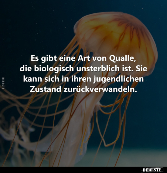 Es gibt eine Art von Qualle, die biologisch unsterblich.. - Lustige Bilder | DEBESTE.de