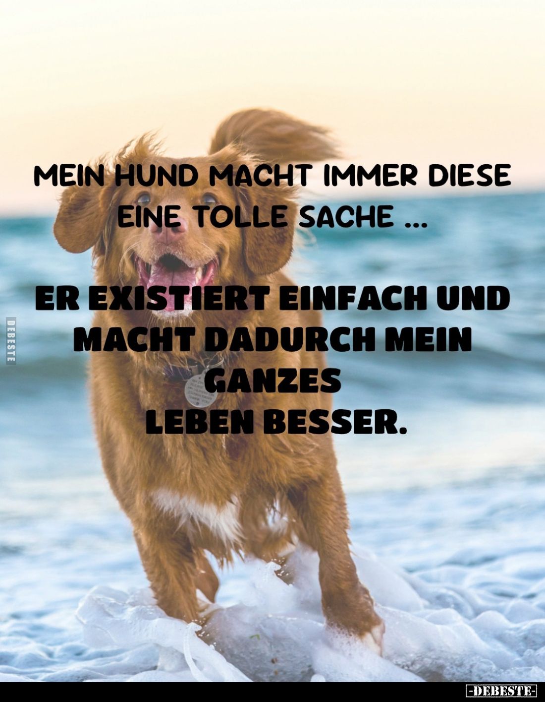 Mein Hund macht immer diese eine tolle Sache.. - Lustige Bilder | DEBESTE.de