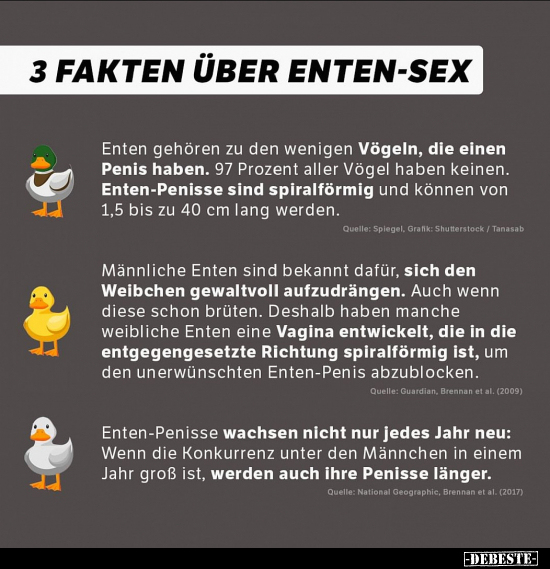 3 Fakten über Enten-S*x.. - Lustige Bilder | DEBESTE.de