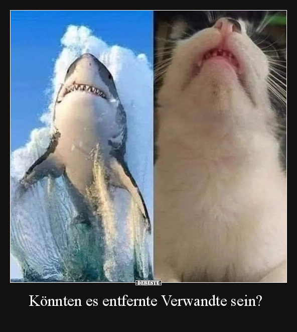 Katzen, Hai