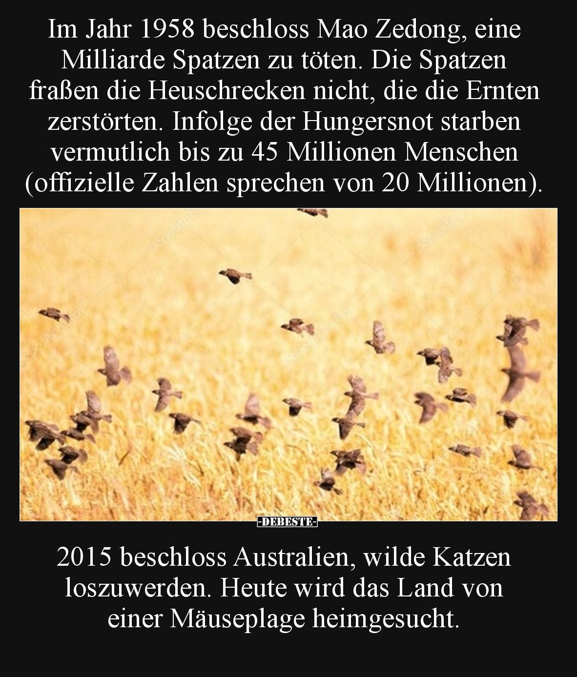 Im Jahr 1958 beschloss Mao Zedong, eine Milliarde Spatzen zu töten. Die Spatzen fraßen die Heuschrecken nicht, die die Ernten...