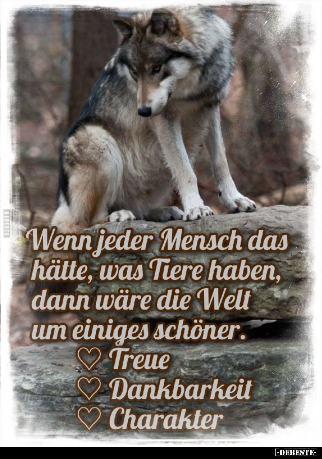 Wenn jeder Mensch das hätte, was Tiere haben, dann wäre die Welt um einiges schöner.
- Treue;
- Dankbarkeit;
- Charakter.