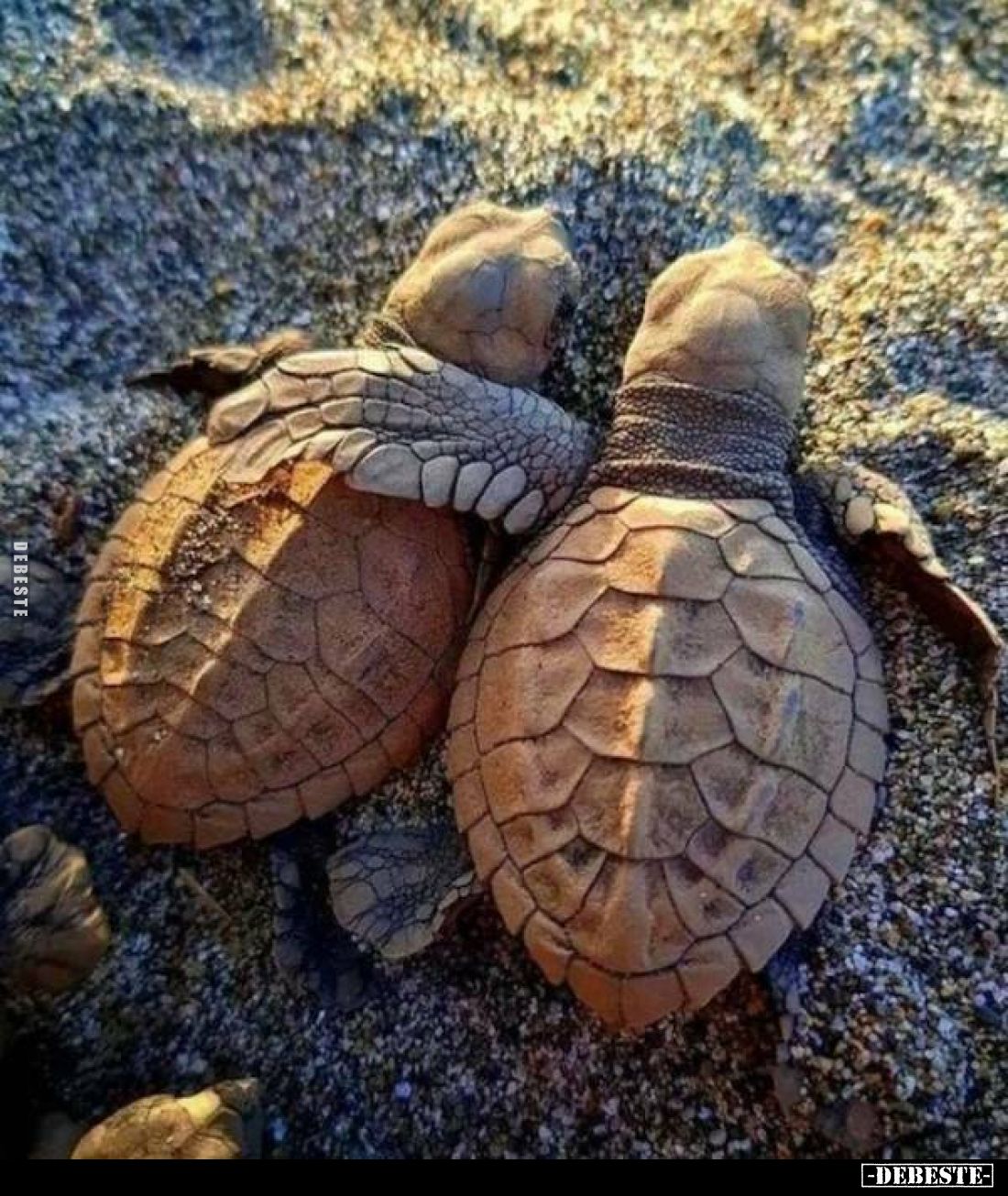 ♥ - Lustige Bilder | DEBESTE.de