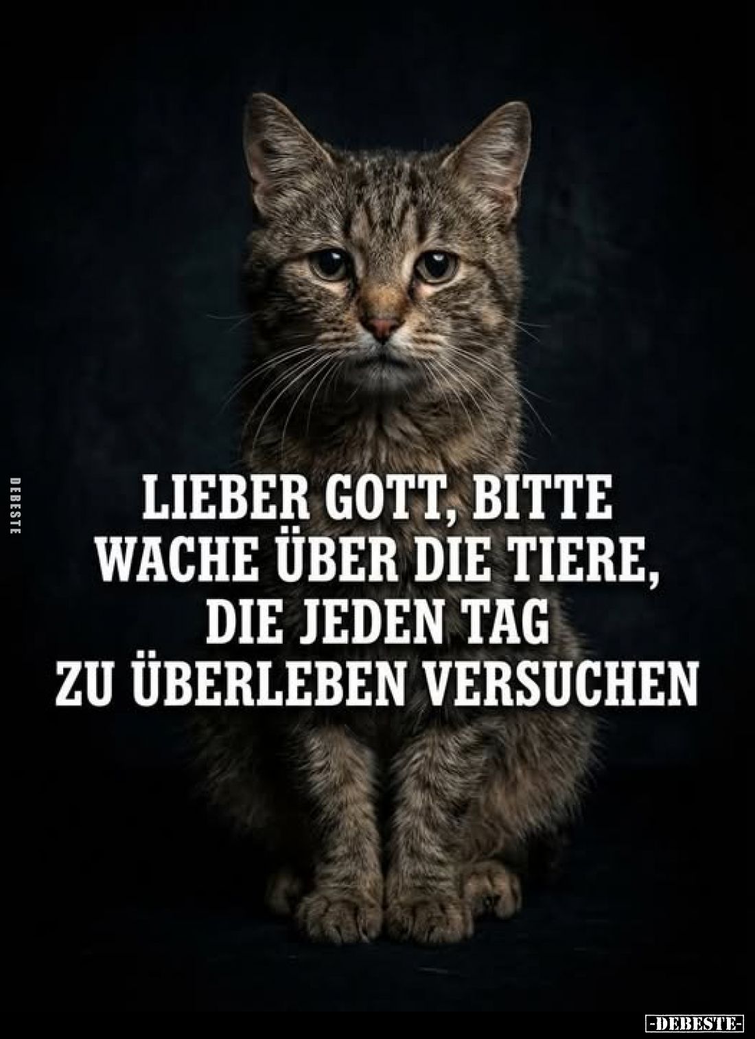 Lieber Gott, bitte wache über die Tiere.. - Lustige Bilder | DEBESTE.de