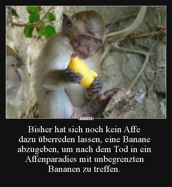 Bisher hat sich noch kein Affe dazu überreden lassen.. - Lustige Bilder | DEBESTE.de