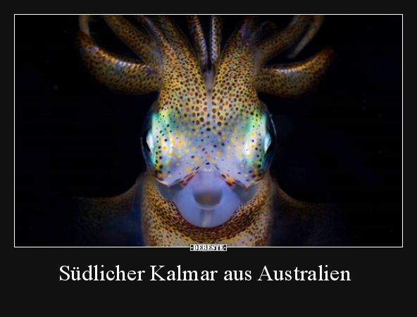 Südlicher Kalmar aus Australien.. - Lustige Bilder | DEBESTE.de