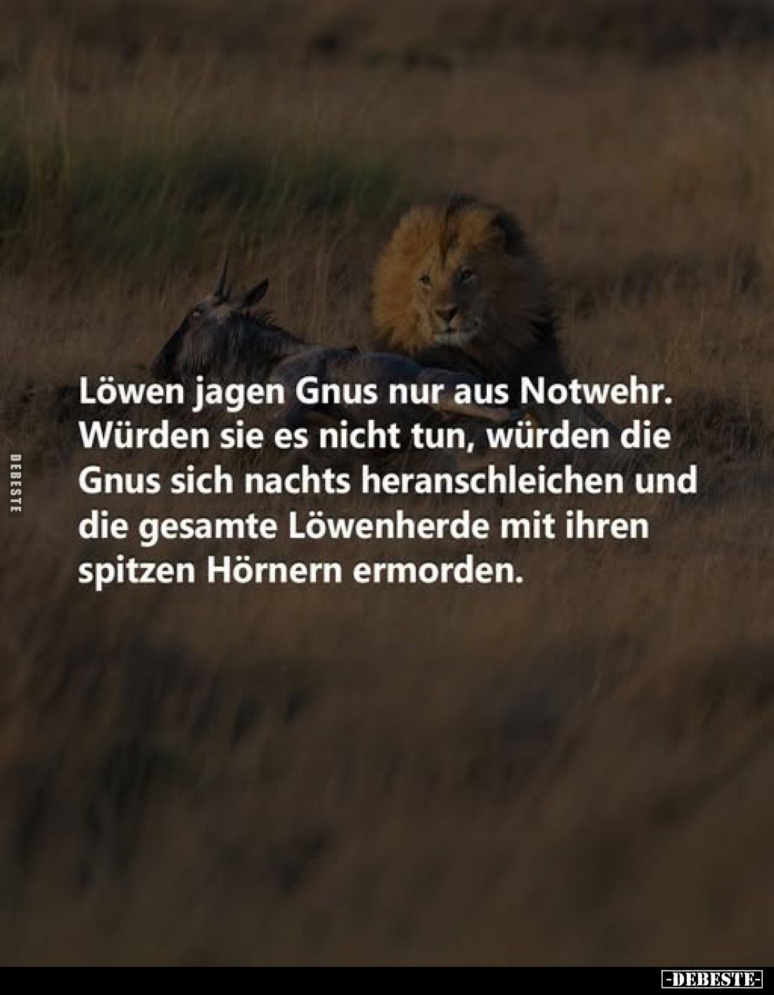 Löwen jagen Gnus nur aus Notwehr. Würden sie es nicht tun, würden die Gnus sich nachts heranschleichen und die gesamte Löwenh...