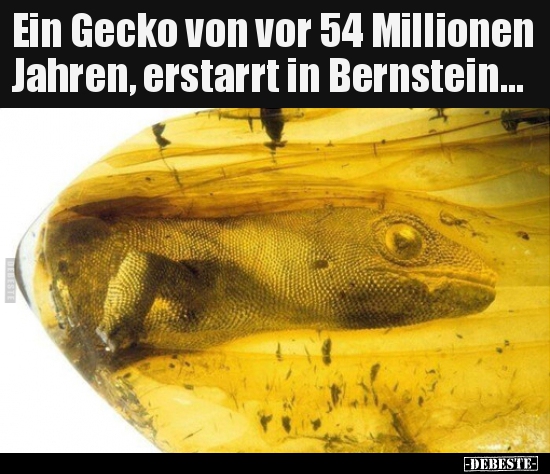 Ein Gecko von vor 54 Millionen Jahren, erstarrt in.. - Lustige Bilder | DEBESTE.de