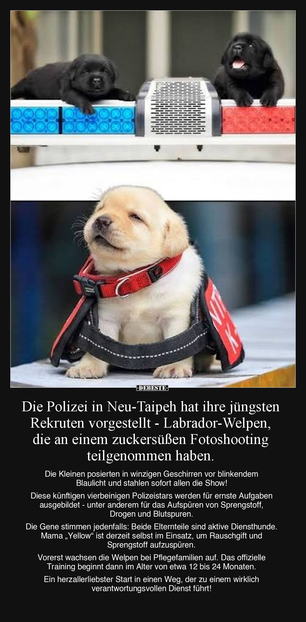 Die Polizei in Neu-Taipeh hat ihre jüngsten Rekruten vorgestellt - Labrador-Welpen, die an einem zuckersüßen Fotoshooting tei...