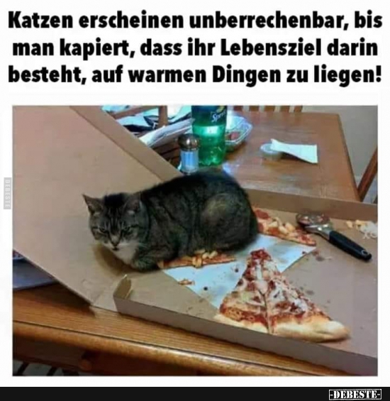 Katzen erscheinen unberrechenbar, bis man kapiert.. - Lustige Bilder | DEBESTE.de