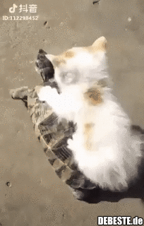 Erobern jetzt die Welt..