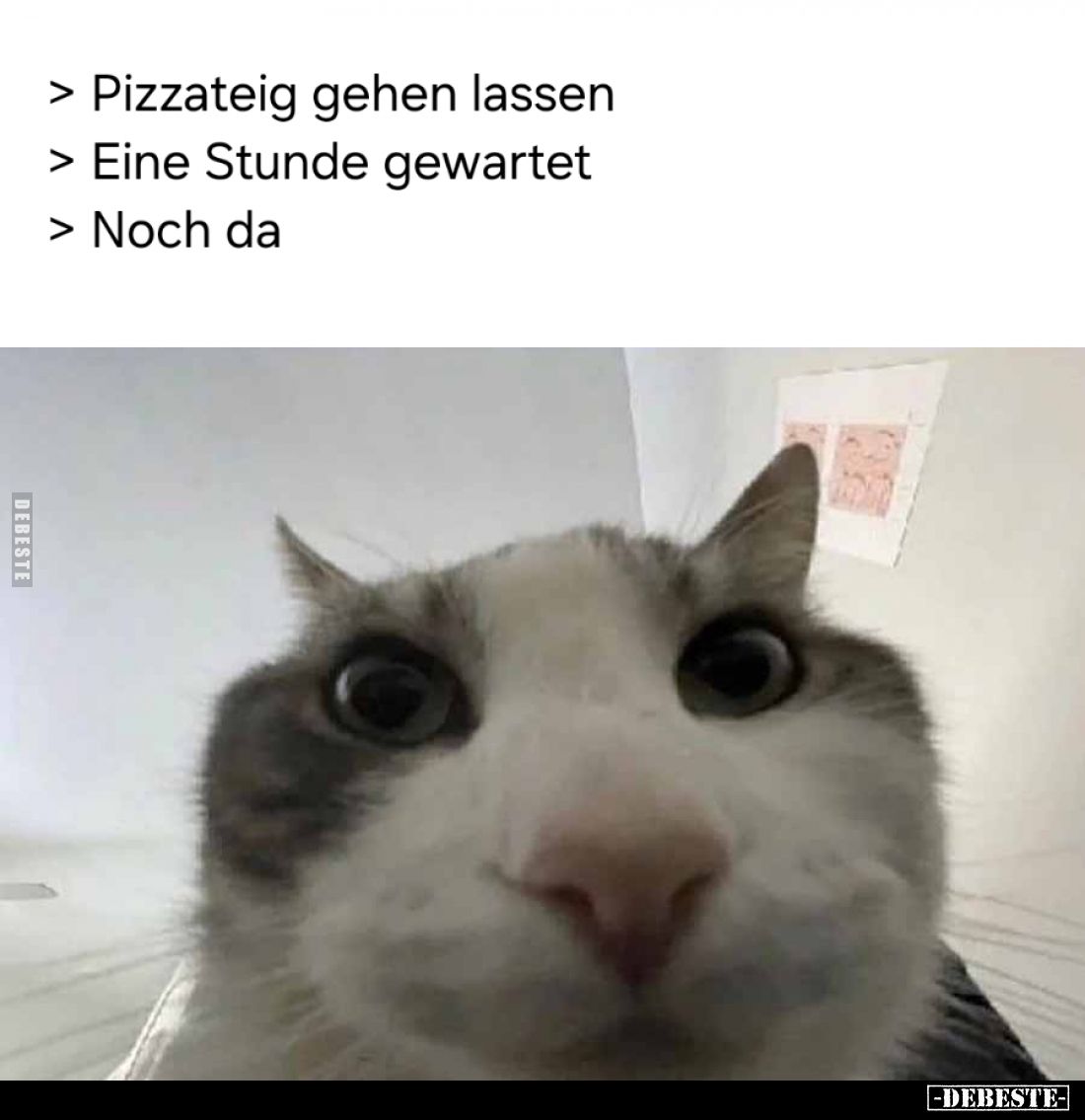> Pizzateig gehen lassen
> Eine Stunde gewartet 
> Noch da