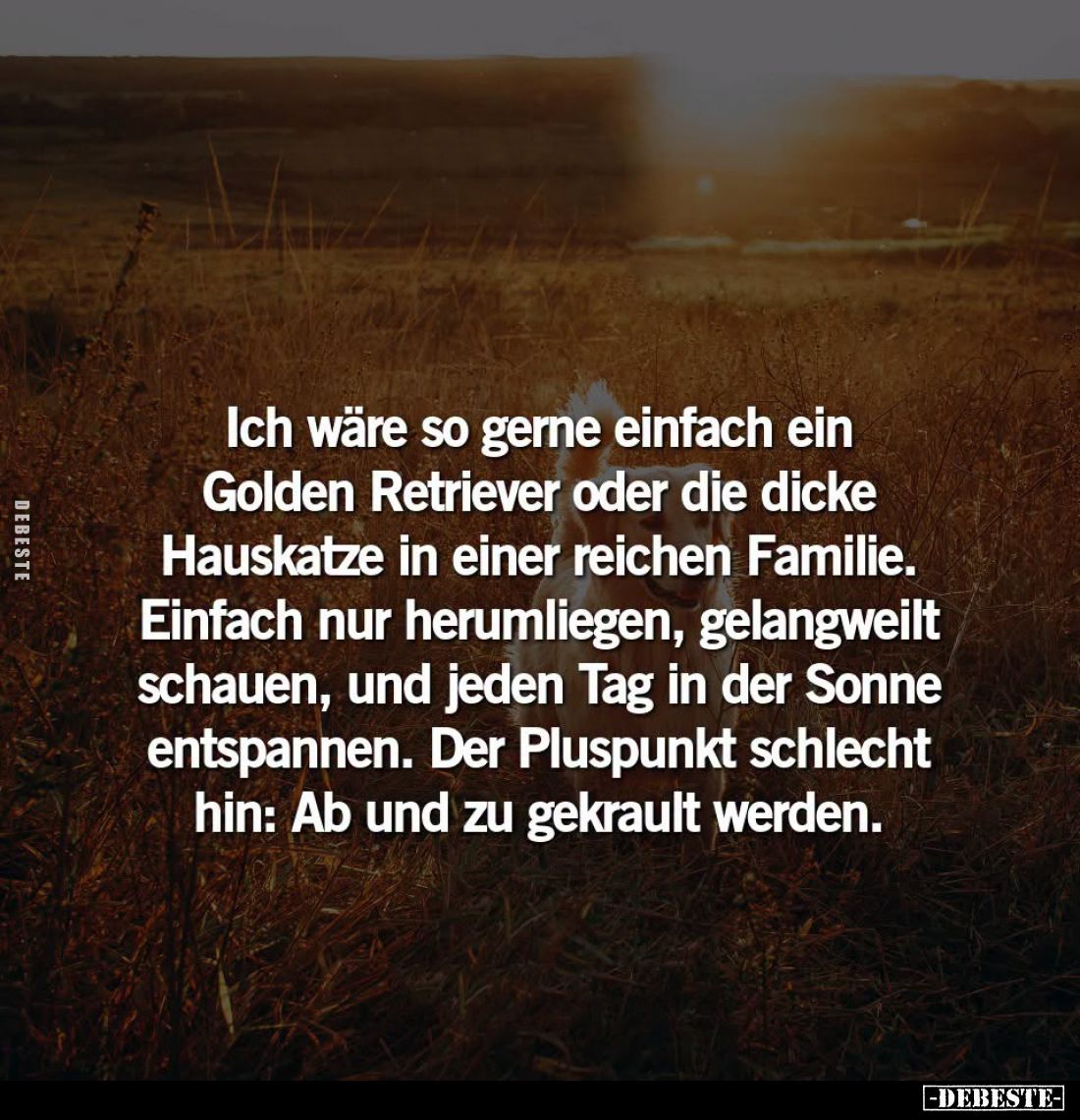 Ich wäre so gerne einfach ein Golden Retriever oder die dicke Hauskatze in einer reichen Familie. Einfach nur herumliegen, ge...