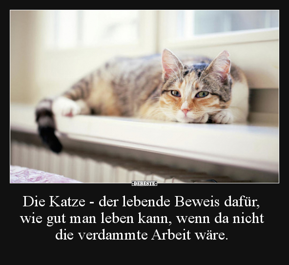 Lustige Bilder zum Thema: Katze, Leben