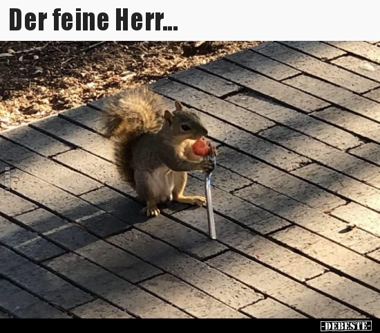 Der feine Herr...
