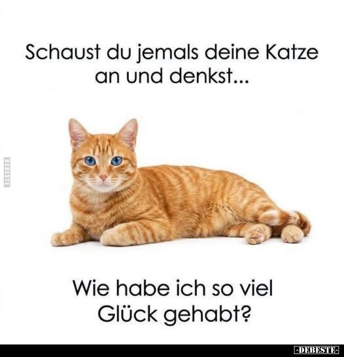 Schaust du jemals deine Katze an und denkst...
Wie habe ich so viel Glück gehabt?