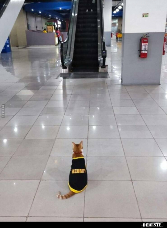  - Lustige Bilder | DEBESTE.de