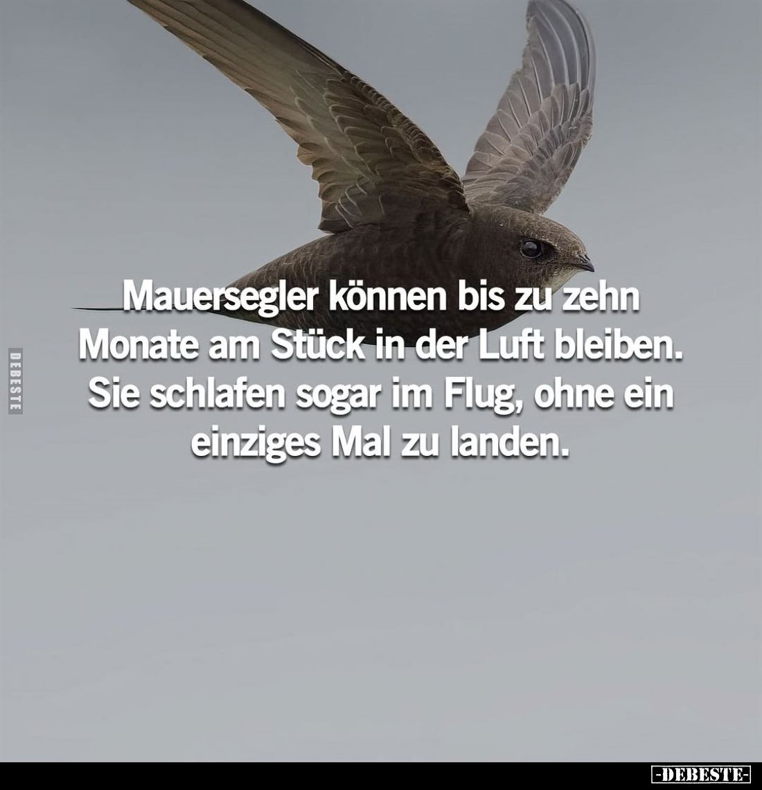 Mauersegler können bis zu zehn Monate am Stück in der Luft bleiben.
Sie schlafen sogar im Flug, ohne ein einziges Mal zu lan...