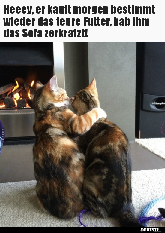 Heeey, er kauft morgen bestimmt wieder das teure Futter..
