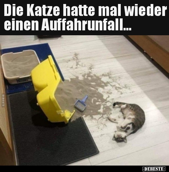 Die Katze hatte mal wieder einen Auffahrunfall... - Lustige Bilder | DEBESTE.de