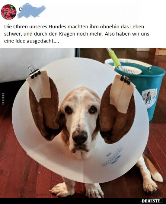 Hunde, Ohren, Ohne, Leben, Hund