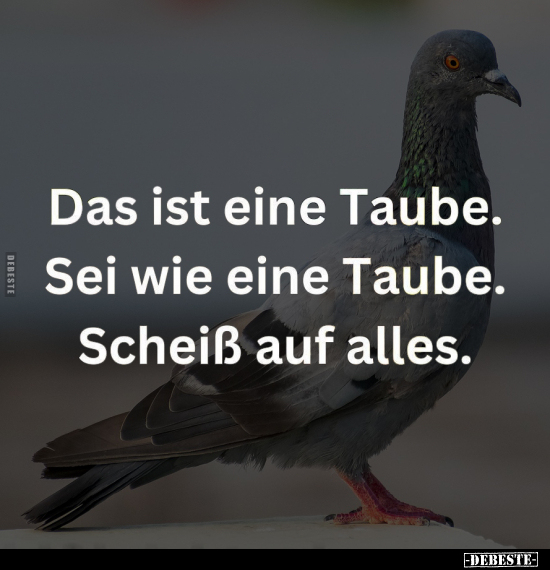 Das ist eine Taube.. - Lustige Bilder | DEBESTE.de