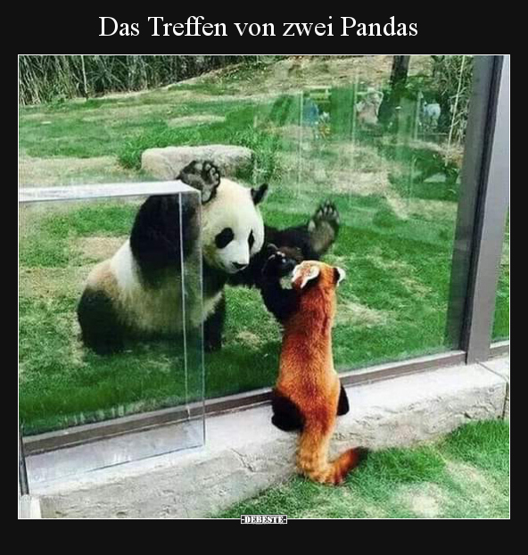 Das Treffen von zwei Pandas.. - Lustige Bilder | DEBESTE.de