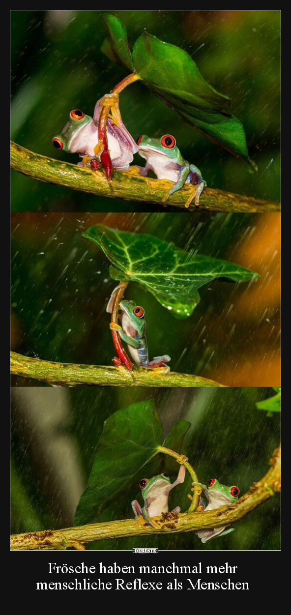 Frösche haben manchmal mehr menschliche Reflexe als.. - Lustige Bilder | DEBESTE.de