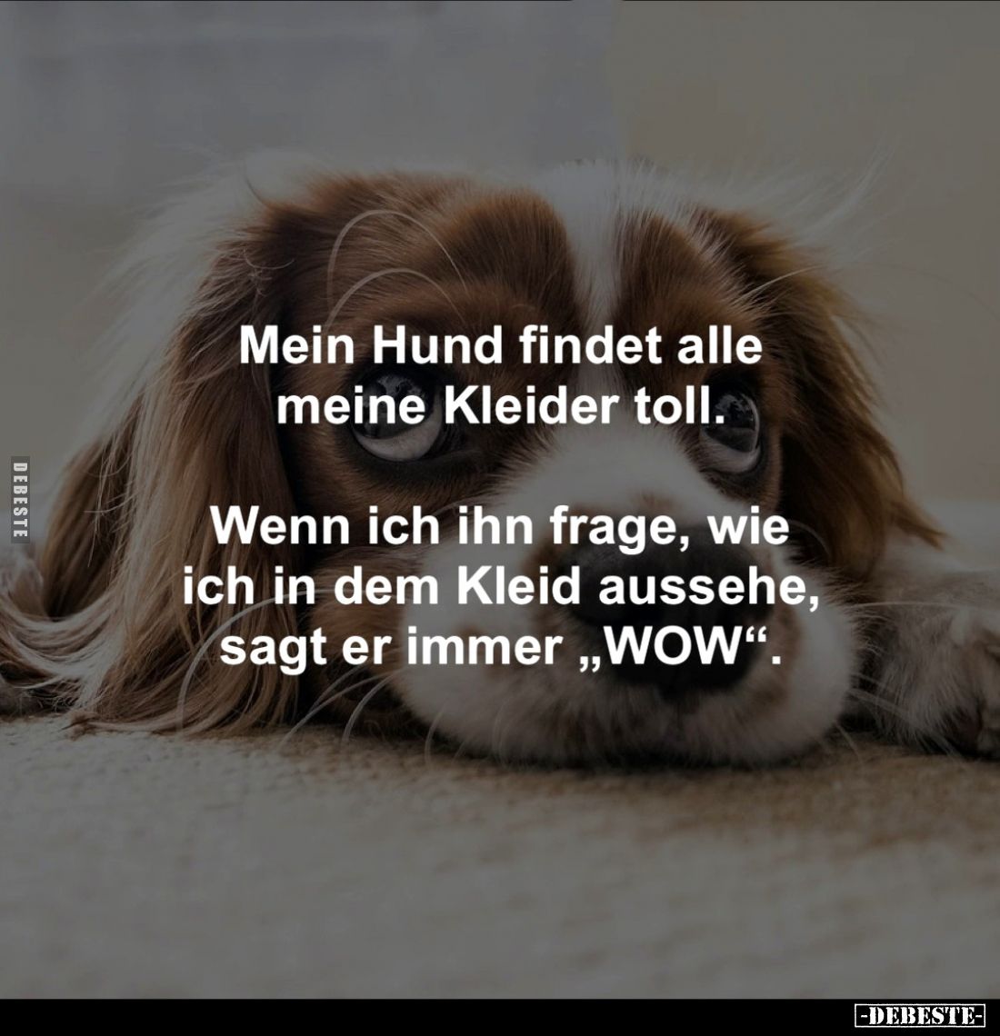 Mein Hund findet alle meine Kleider toll.

Wenn ich ihn frage, wie ich in dem Kleid aussehe, sagt er immer „WOW“.