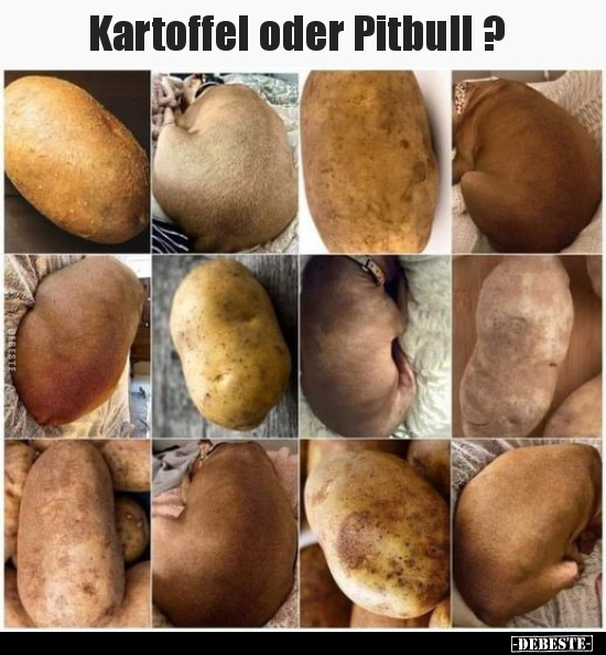 Kartoffel oder Pitbull ?.. - Lustige Bilder | DEBESTE.de