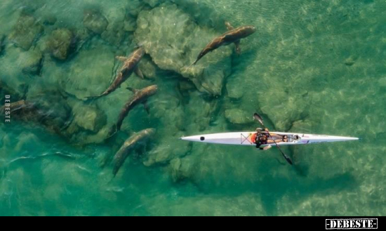  - Lustige Bilder | DEBESTE.de