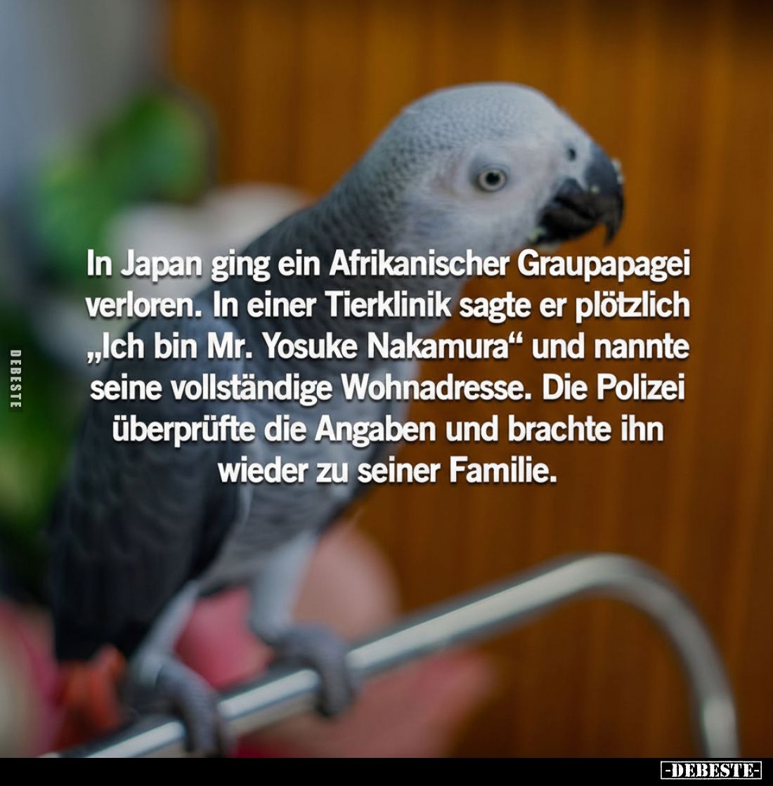 In Japan ging ein Afrikanischer Graupapagei verloren. In einer Tierklinik sagte er plötzlich „Ich bin Mr. Yosuke Nakamura&quo...