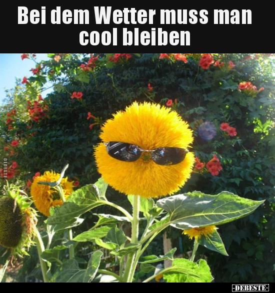 Bei dem Wetter muss man cool bleiben.. - Lustige Bilder | DEBESTE.de
