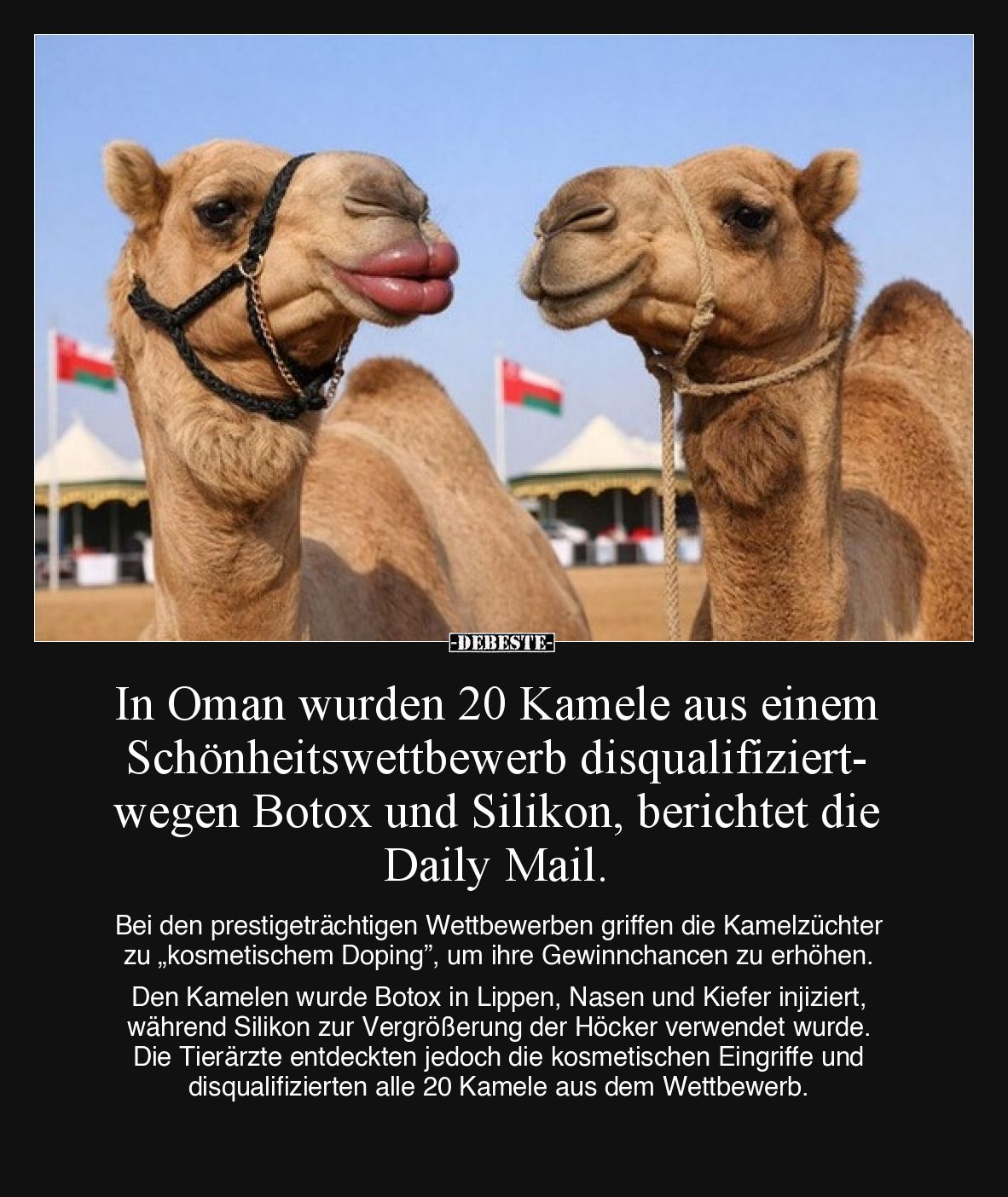 In Oman wurden 20 Kamele aus einem Schönheitswettbewerb disqualifiziert- wegen Botox und Silikon, berichtet die Daily Mail.
...