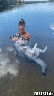 Ein Hund, der im Wasser schläft..