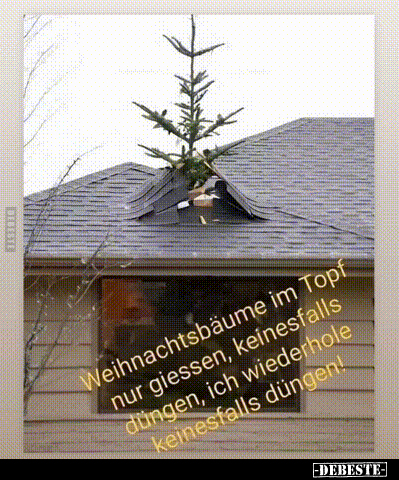 Weihnachtsbäume im Topf nur giessen, keinesfalls düngen.. - Lustige Bilder | DEBESTE.de