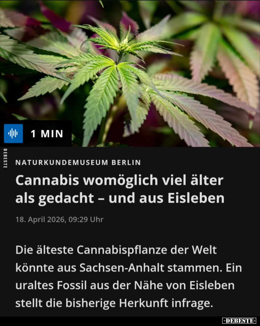 Cannabis womöglich viel älter als gedacht – und aus Eisleben.

Die älteste Cannabispflanze der Welt könnte aus Sachsen-Anha...